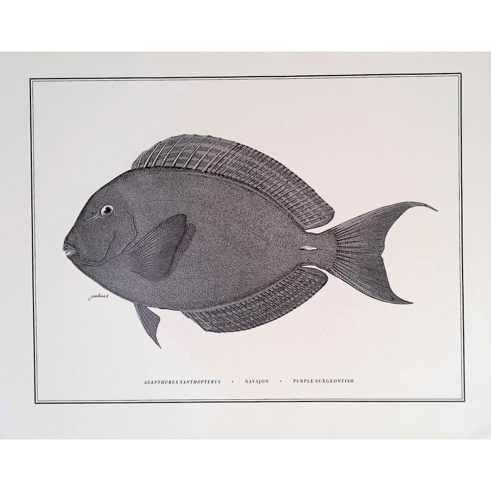 1985 Purple Surgeonfish Original Fish Book Plate Tropical Ocean Wall Art Print